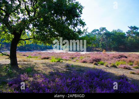 View beyond green oak tree on heath field with bright purple blooming heather erica flowers,  conifer forest background against blue sky - Loonse und Stock Photo