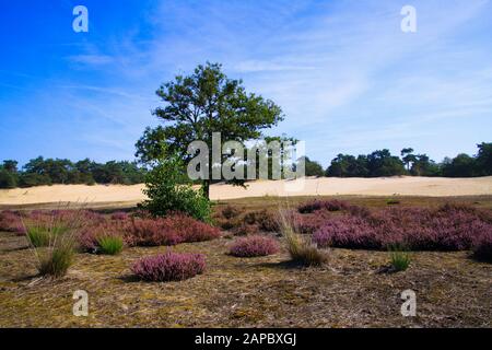 View over purple blooming heather erica flower bush on isolated oak tree with sand dunes, conifer forest background against blue sky - Loonse und Drun Stock Photo