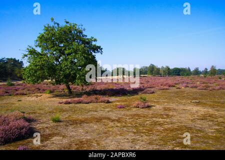 View over grass field with purple blooming heather erica flowers and isolated oak tree against blue sky - Loonse und Drunense Duinen, Netherlands Stock Photo