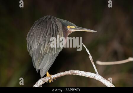 A Green Heron (Butorides virescens) resting on a branch in Belize at night Stock Photo