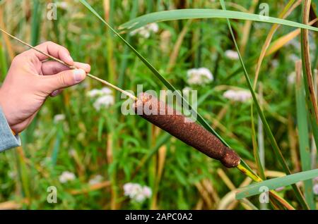 The aquatic plant Typha gracilis: easy to find along the banks of ponds and lakes. With flat, narrow leaves and very decorative brown spikes in summer Stock Photo