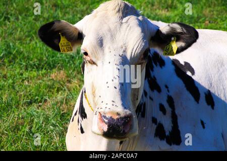 Close up portrait of white cow with black spots and flies in face on meadow of farm - Viersen, Germany Stock Photo