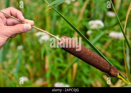 The aquatic plant Typha gracilis: easy to find along the banks of ponds and lakes. With flat, narrow leaves and very decorative brown spikes in summer Stock Photo