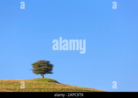 Solitary common hawthorn / oneseed hawthorn / single-seeded hawthorn / maythorn tree (Crataegus monogyna) in meadow in summer Stock Photo