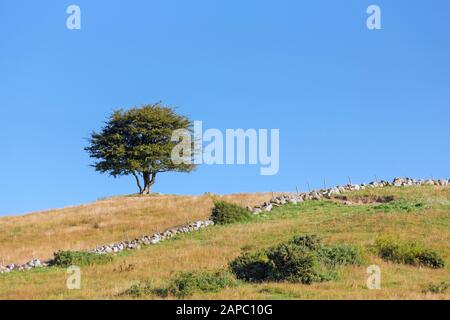 Solitary common hawthorn / oneseed hawthorn / single-seeded hawthorn / maythorn tree (Crataegus monogyna) in meadow in summer Stock Photo