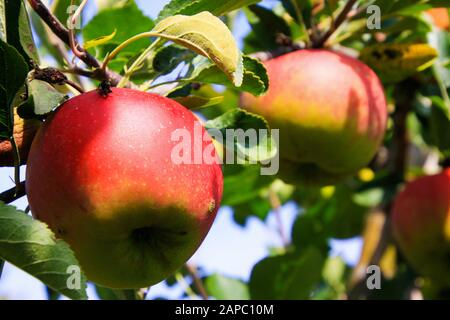Close up of red and yellow bright shining ripe apples hanging on tree with green leaves - Viersen (Kempen), Germany Stock Photo