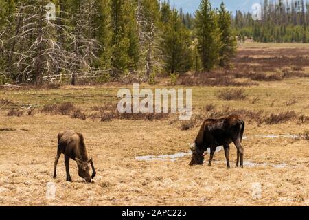 Moose grazing in a meadow in Rocky Mountain National Park, Colorado. (Scientific name: Alces alces) Stock Photo