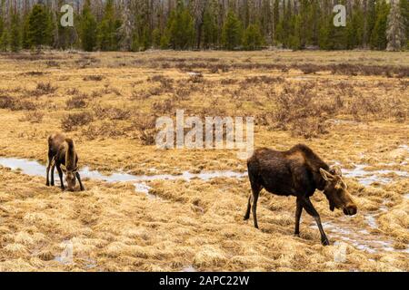 Moose grazing in a meadow in Rocky Mountain National Park, Colorado. (Scientific name: Alces alces) Stock Photo