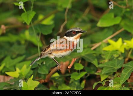 Cape Batis (Batis capensis capensis) immature male perched in low vegetation  Wilderness, South Africa                 November Stock Photo