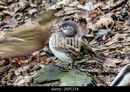 Mandarin ducks. Female on dry leaves. Side view . Close-up. Photo for the site about parks, birds, ducks, wildlife, the Far East, art. Stock Photo