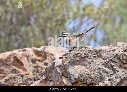 Cape Bunting (Emberiza capensis capensis) adult perched on top of cliff  south-west Cape, South Africa               November Stock Photo