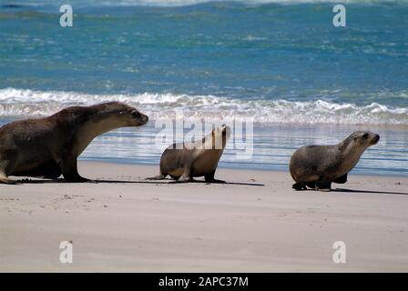 Australian sea lions on beach at Kangaroo Island, South Australia Stock Photo