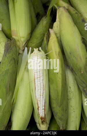 Ears of white maize (corn) for sale in a Mayan market in El Salvador, Central America Stock Photo