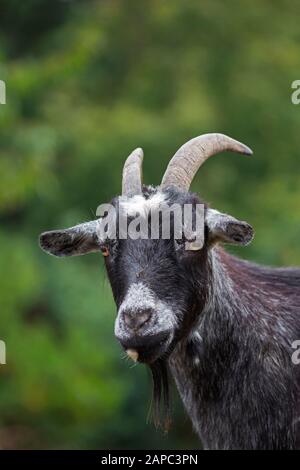 Black domestic pygmy goat (Capra aegagrus hircus) close-up portrait Stock Photo