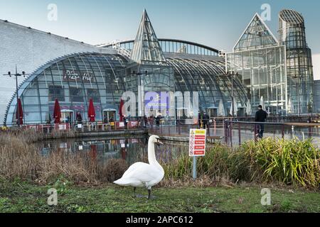 Dartford, England - Jan 21 2020 A swan stands by the pond in front of Bluewater an out-of-town shopping centre in Kent, Uk. Stock Photo