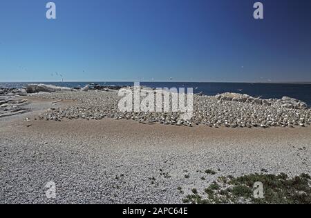 Cape Gannet (Morus capensis) view over adults in breeding colony  Western Cape, South Africa              November Stock Photo