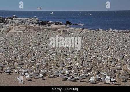 Cape Gannet (Morus capensis) view over adults in breeding colony  Western Cape, South Africa              November Stock Photo