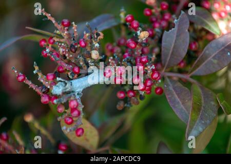 Close view of the mastic shrub (Pistacia lentiscus). Stock Photo