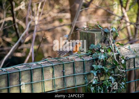 Red Robin perches on a fence in Rouken Glen Park, Glasgow, Scotland Stock Photo