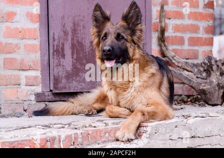Portrait of German Shepherd dog. Close up photo of Dog's head. Stock Photo