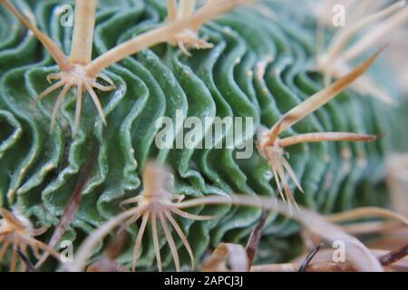 Wave Cactus, Brain Cactus, Zacatecasensis, Stenocactus multicostatus, Stock Photo