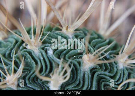 Wave Cactus, Brain Cactus, Zacatecasensis, Stenocactus multicostatus, Stock Photo