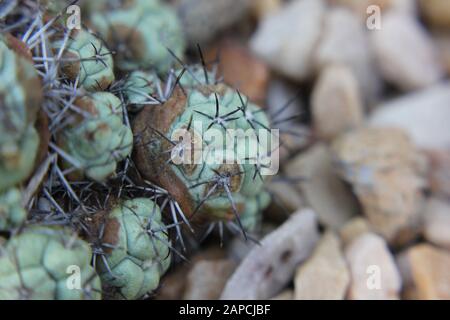 Ortegocactus macdougallii, desert cactus plant Stock Photo