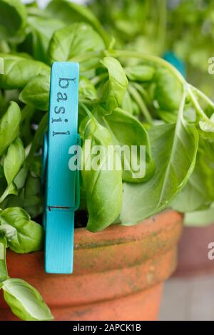 Basil. Culinary herb, sweet basil (Ocimum basilicum) growing in a pot container. UK Stock Photo