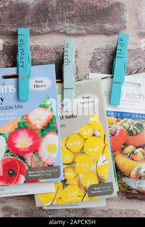 Organising seed packets for sowing using upcycled clothes peg for labels. Stock Photo