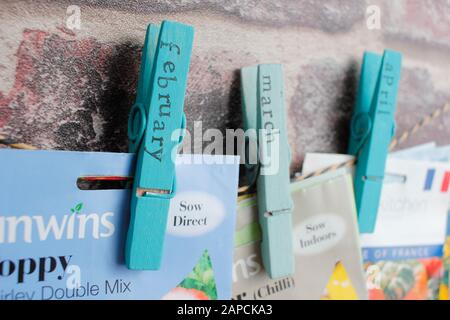 Organising seed packets for sowing using upcycled clothes peg for labels. Stock Photo
