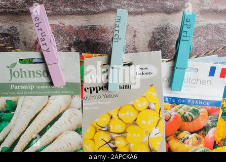 Organising seed packets for sowing using upcycled clothes peg for labels. Stock Photo