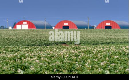 Flowering potatoes growing in a field in rural Prince Edward Island, Canada. Stock Photo