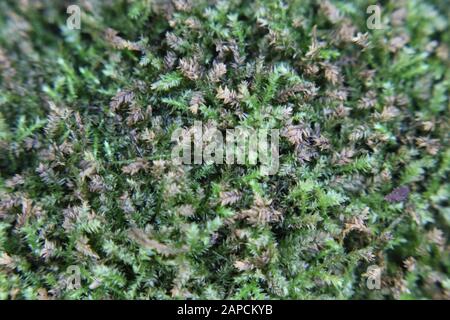 Beautiful green moss growing in the garden Stock Photo