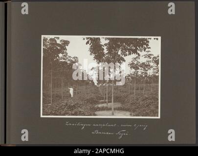 Photo album Deli Company: Enterprises Bandar Negri, Sarang Giting, Dolok Ulue and Poulu Tagor (1935) Description: Planting seedlings (rubber trees, more than 2-year-old) on rubber plantation Bandar Negri on Sumatra, where a European dressed in white tropical costume poses near a young rubber tree Date: 1 January 1935 Location: Indonesia, Dutch East Indies, Sumatra Keywords: cultures, plantations, rubber, rubber industry, tropical clothing Stock Photo