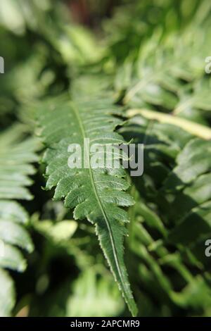 Beautiful Silver Lady Fern green fern growing in the garden, Blechnum gibbum Stock Photo