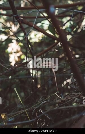 Lizard Sleeping On Branch Stock Photo