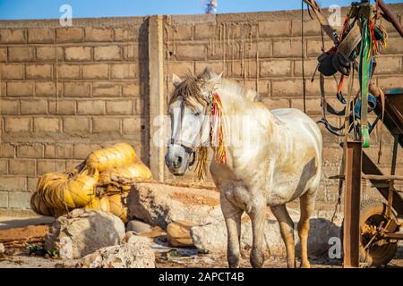 White horse with colorful fringe on harness standing in shadows and resting. The wagon is next to him. It is a traditional means of transport in Stock Photo