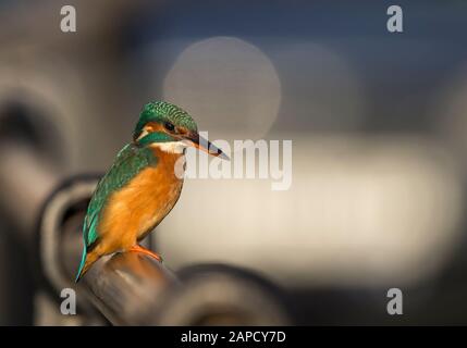 Evening close up of beautiful, female UK kingfisher bird (Alcedo atthis) isolated outdoors perching on urban railings by canal.