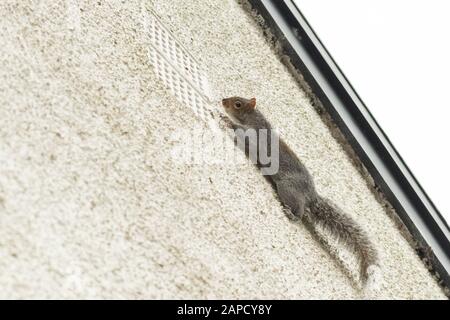 Grey Squirrel - Sciurus carolinensis - running up a house wall close to the eaves Stock Photo