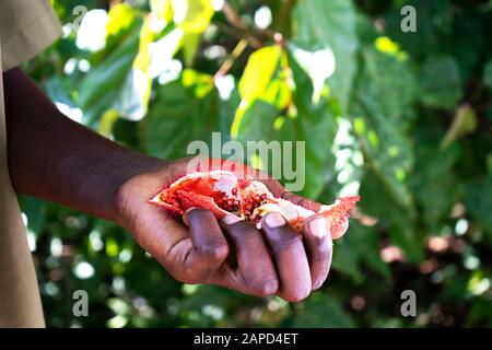 Close-up of african person's hand holding an exotic plant on tropical summer background. Travel concept. Selective focus. Stock Photo