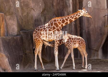 Giraffe Mother Nursing its Calf at Milwaukee County Zoo in Wauwatosa, WI Stock Photo