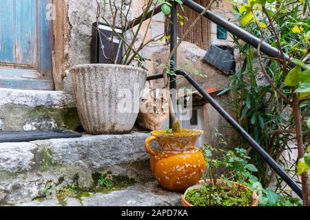 An angry or irritated long hair cat sits outside a wooden door in a garden in Gourdon, France. Stock Photo