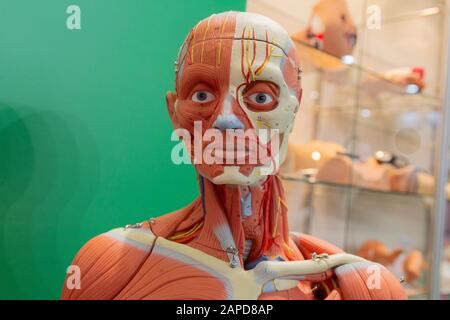 Human internal organs dummy, training dummy, detail of the face, thorax