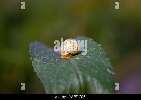 Little snail on wet green leaf. Snail on a green leaf close-up summer floral background. Stock Photo