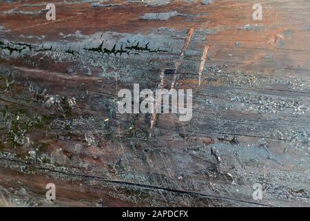 Old rotten tree trunk. The texture of an old rotten tree closeup. Stock Photo