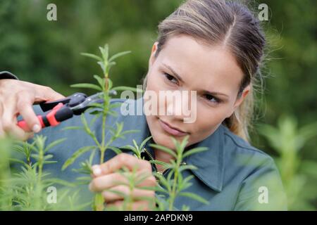 woman pruning tree brunches in her garden Stock Photo