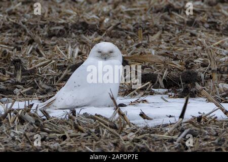 Close up of male Snowy Owl sitting on snow patch in harvested corn field and looking at camera Stock Photo