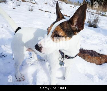 Female tricolour short coat Jack Russell Terrier dog standing in snow on a sunny day Stock Photo