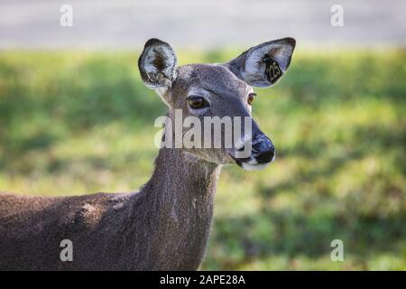 Detailed up-close photos of white tailed deer in nature Stock Photo