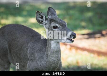 Detailed up-close photos of white tailed deer in nature Stock Photo